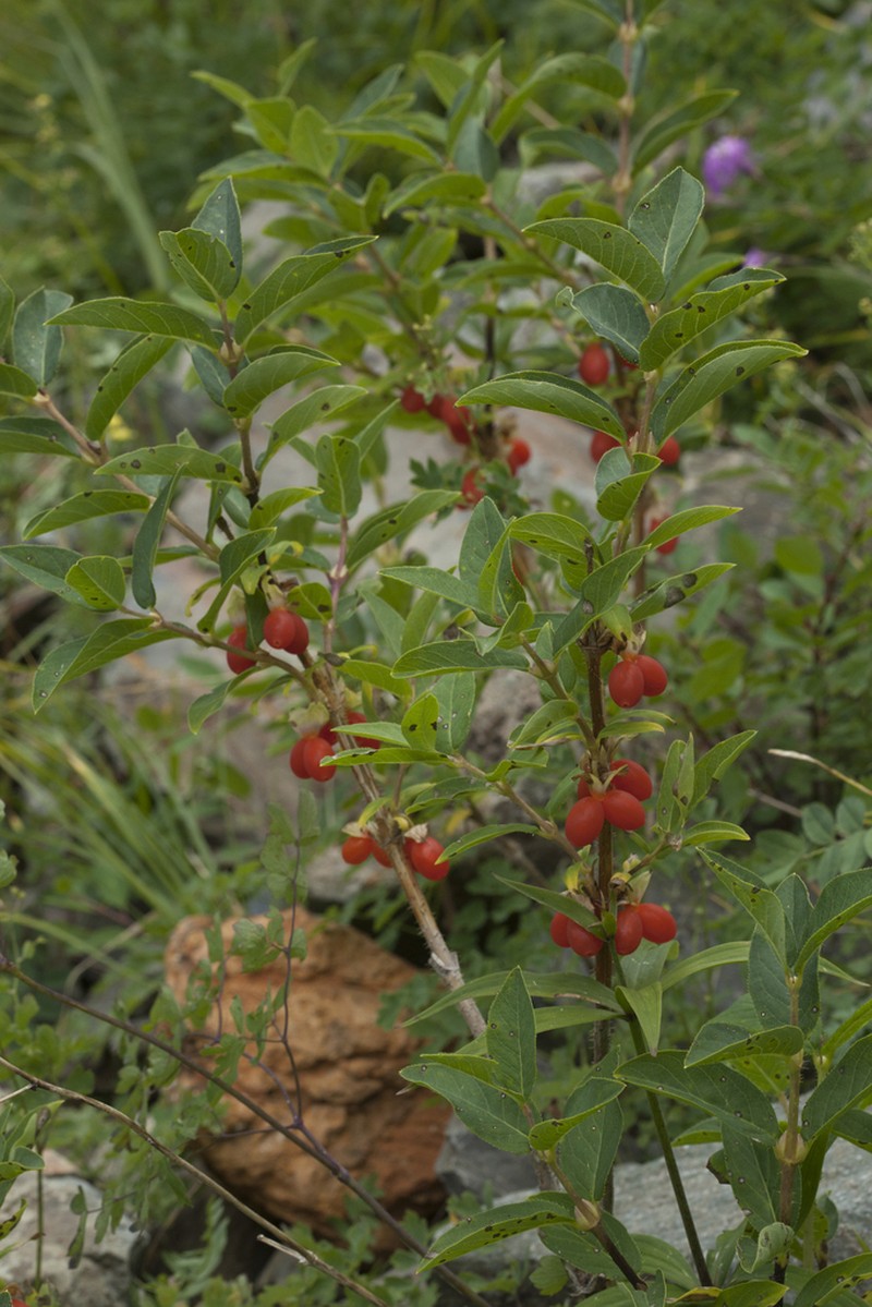 Lonicera hispida photo 4
