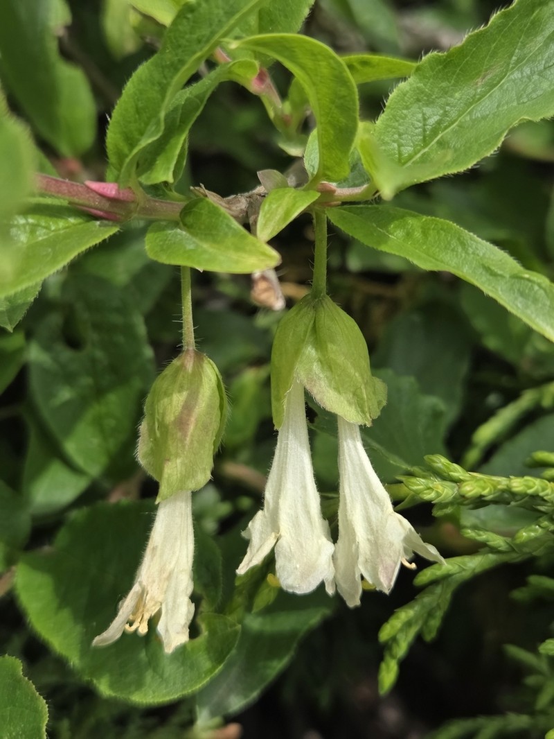 Lonicera hispida photo 5