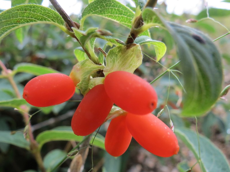 Lonicera hispida photo 6