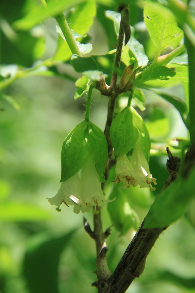 Lonicera hispida photo 7