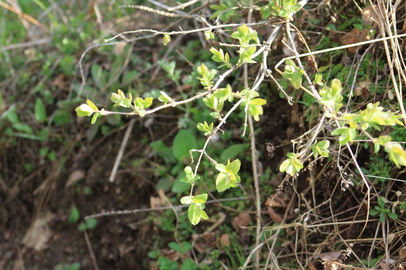 Lonicera hispida photo 8