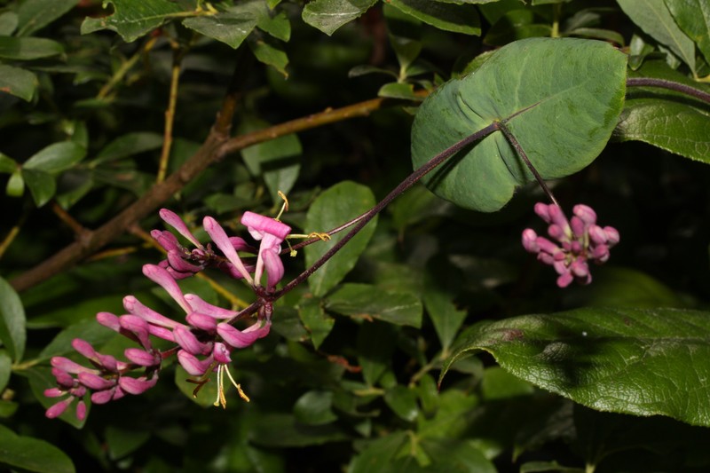 Pink Honeysuckle