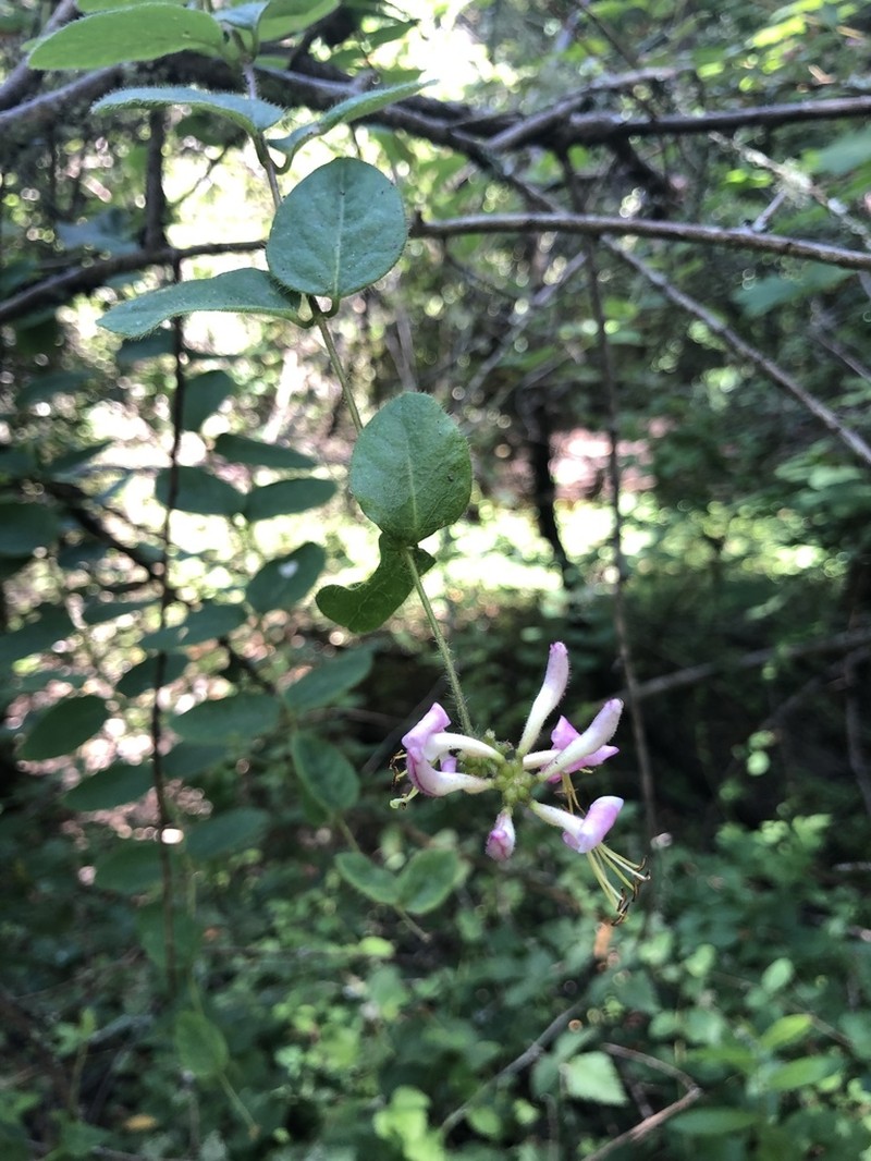 Pink Honeysuckle photo 6