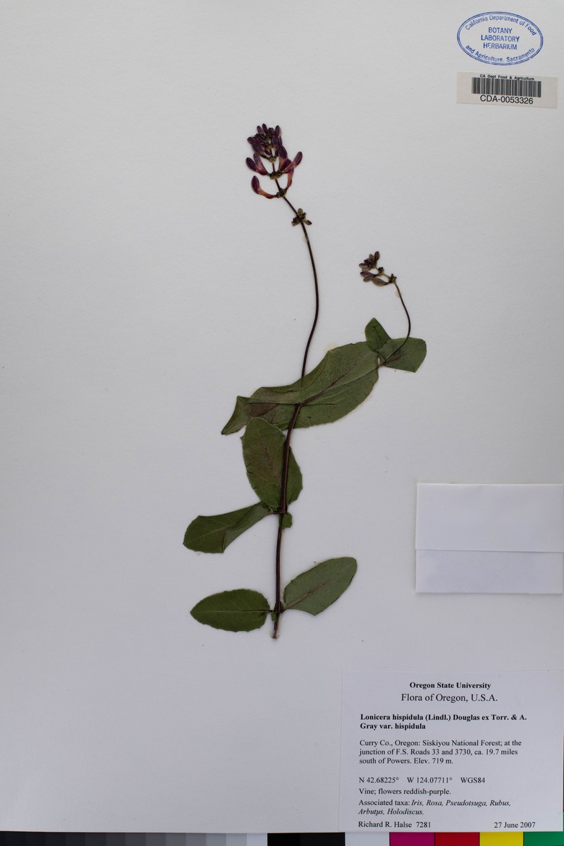 Lonicera hispidula var. hispidula