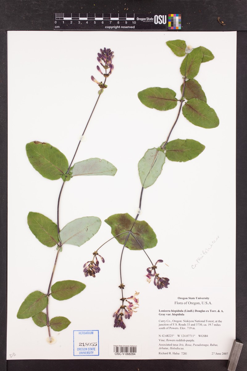 Lonicera hispidula var. hispidula photo 2