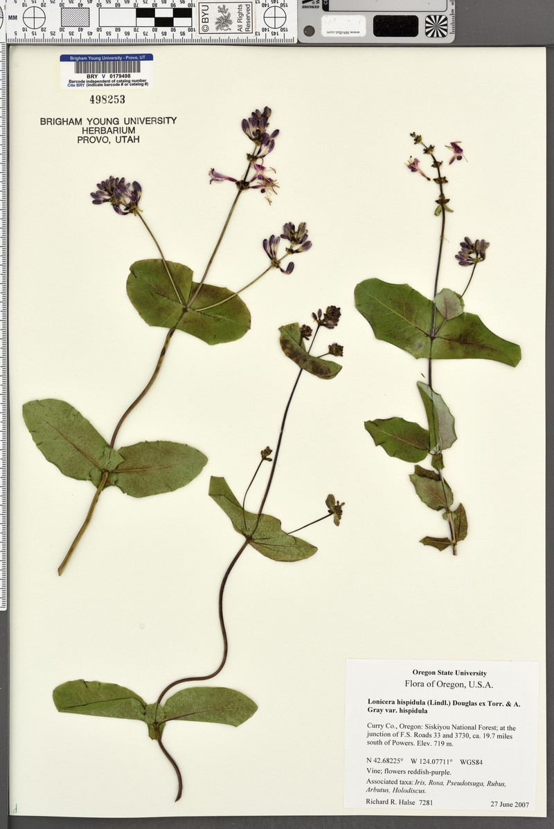 Lonicera hispidula var. hispidula photo 3