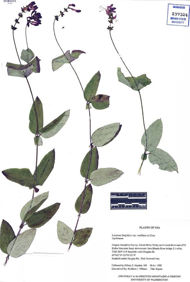 Lonicera hispidula var. hispidula photo 4