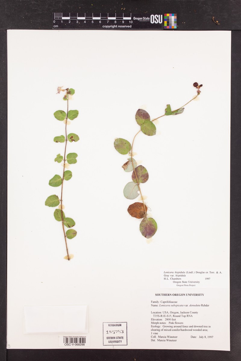 Lonicera hispidula var. hispidula photo 5