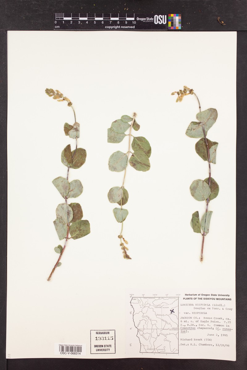 Lonicera hispidula var. hispidula photo 6