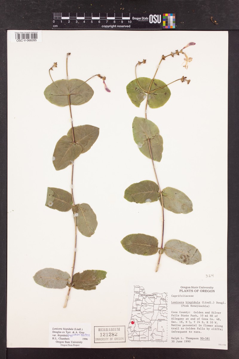 Lonicera hispidula var. hispidula photo 7