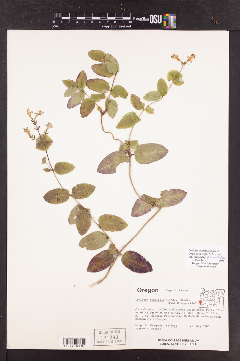 Lonicera hispidula var. hispidula photo 8