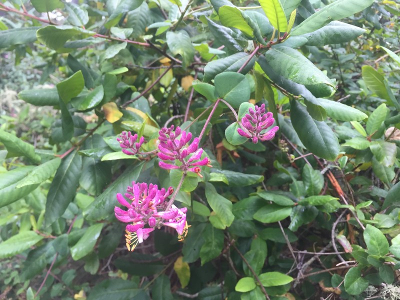 Lonicera hispidula var. vacillans