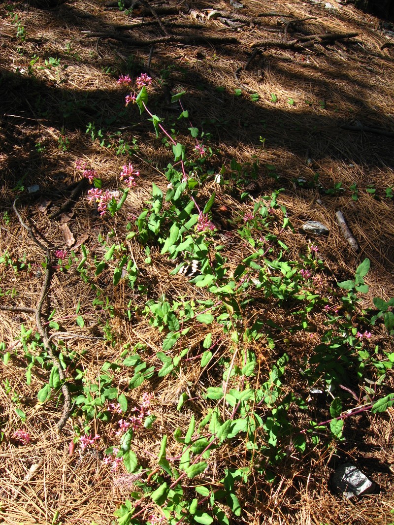Lonicera hispidula var. vacillans photo 2