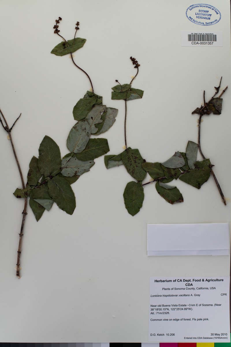Lonicera hispidula var. vacillans photo 3