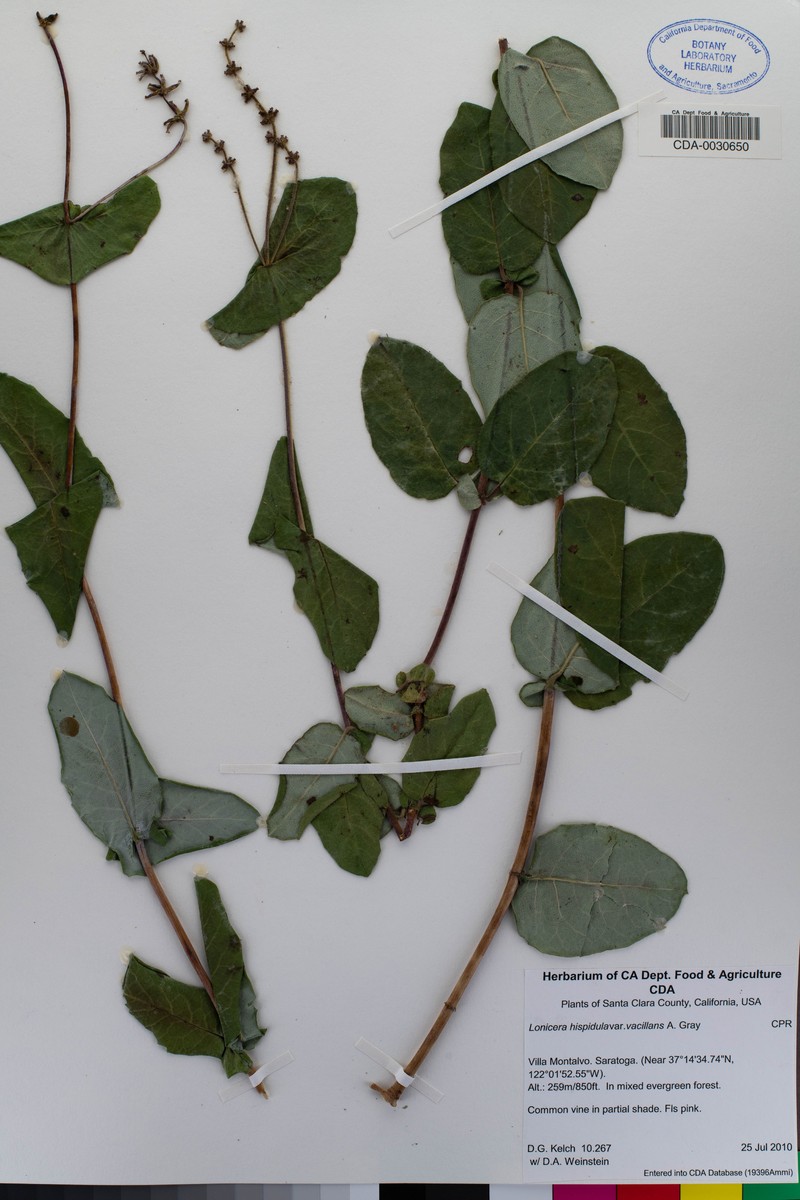 Lonicera hispidula var. vacillans photo 4
