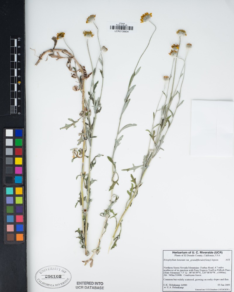 Lonicera hispidula var. vacillans photo 5