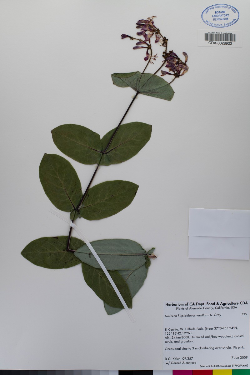 Lonicera hispidula var. vacillans photo 6