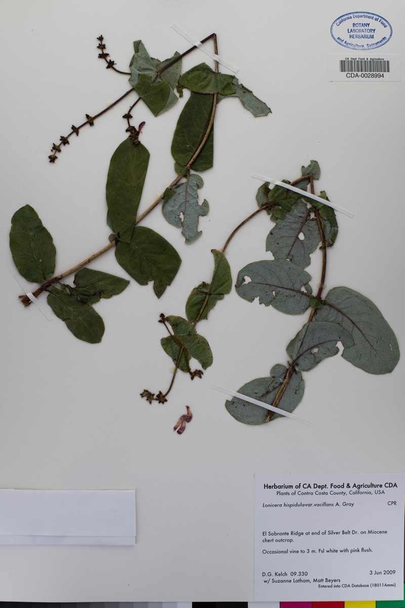 Lonicera hispidula var. vacillans photo 7