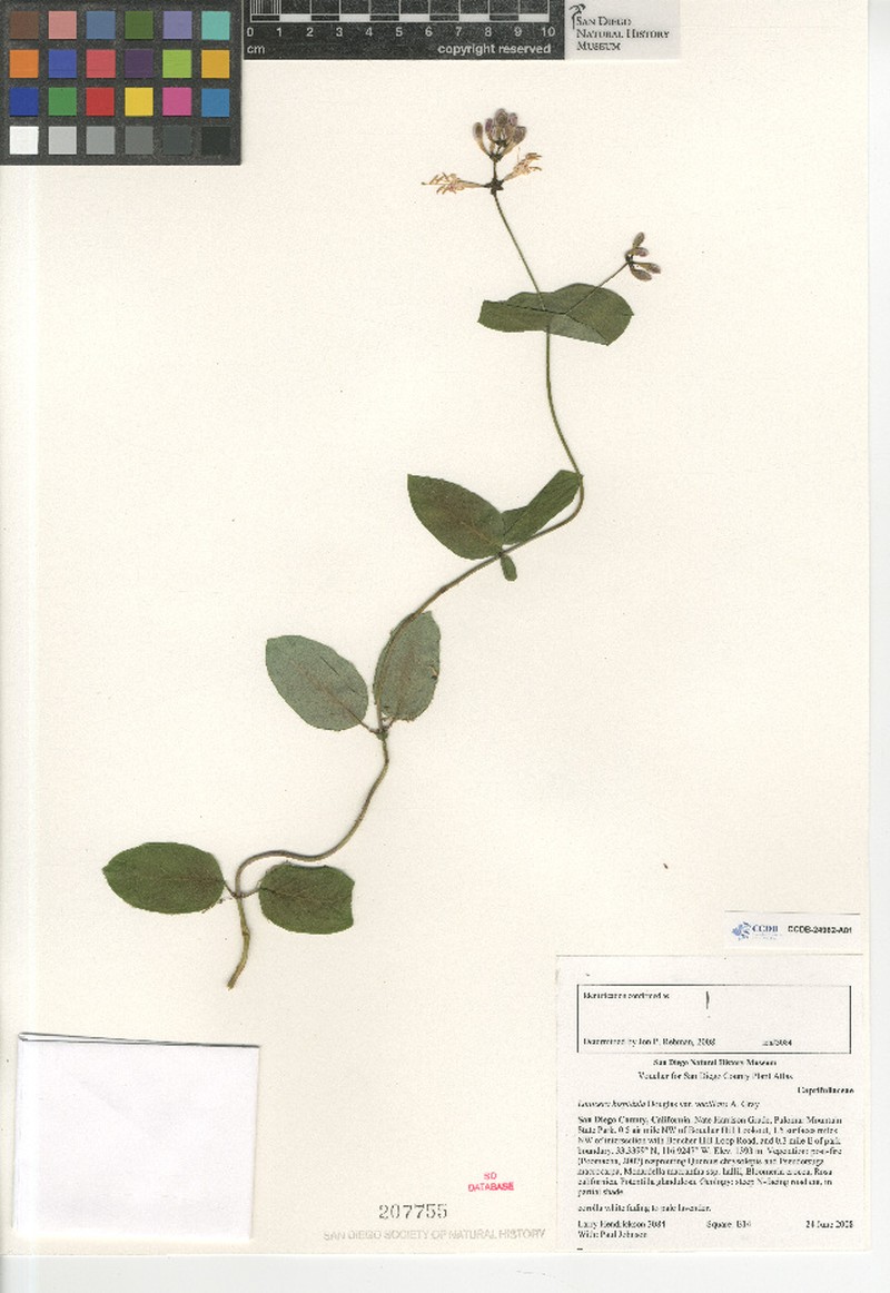 Lonicera hispidula var. vacillans photo 8
