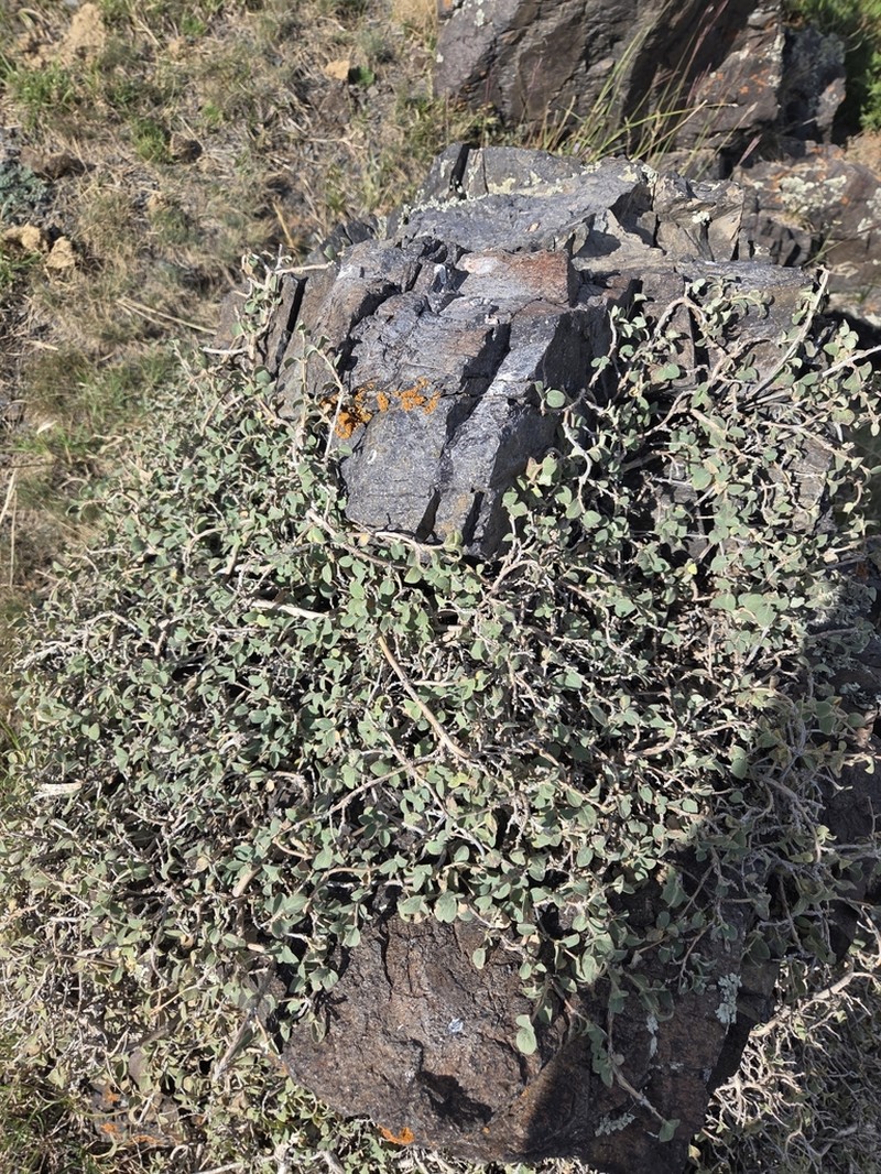 Lonicera humilis