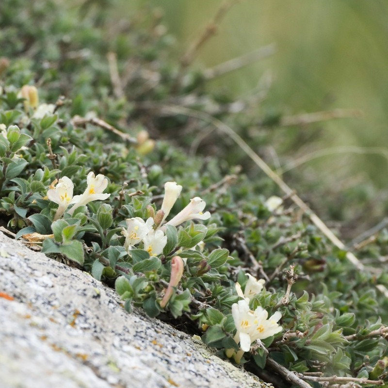 Lonicera humilis photo 2