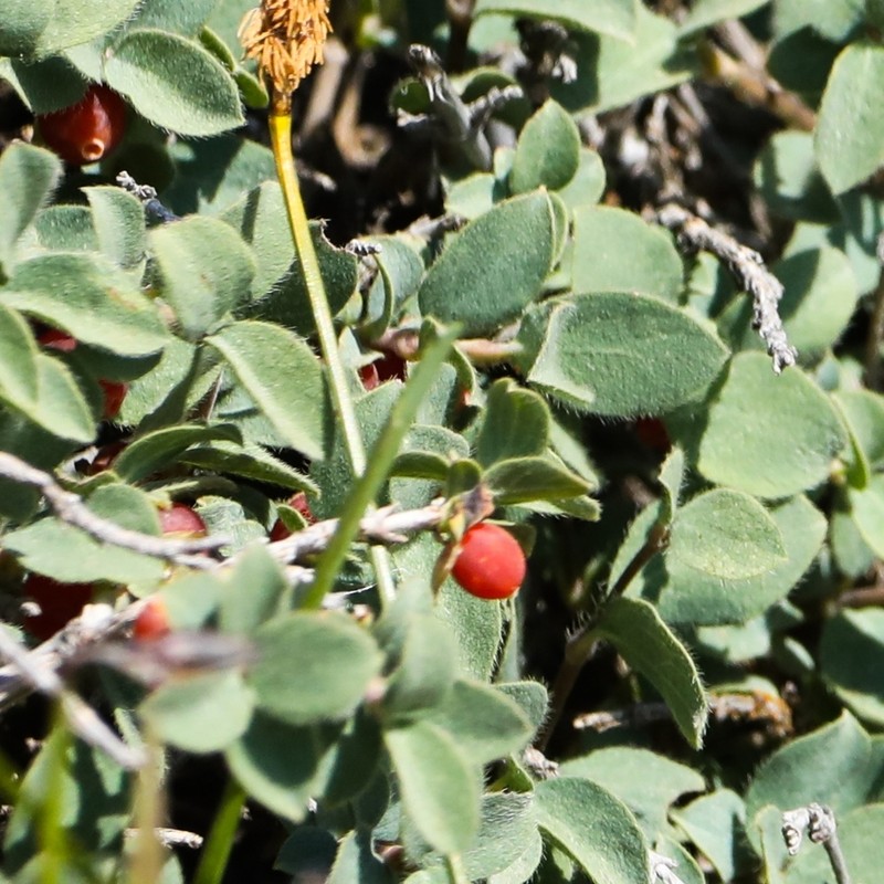 Lonicera humilis photo 3
