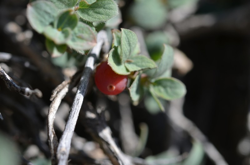 Lonicera humilis photo 4