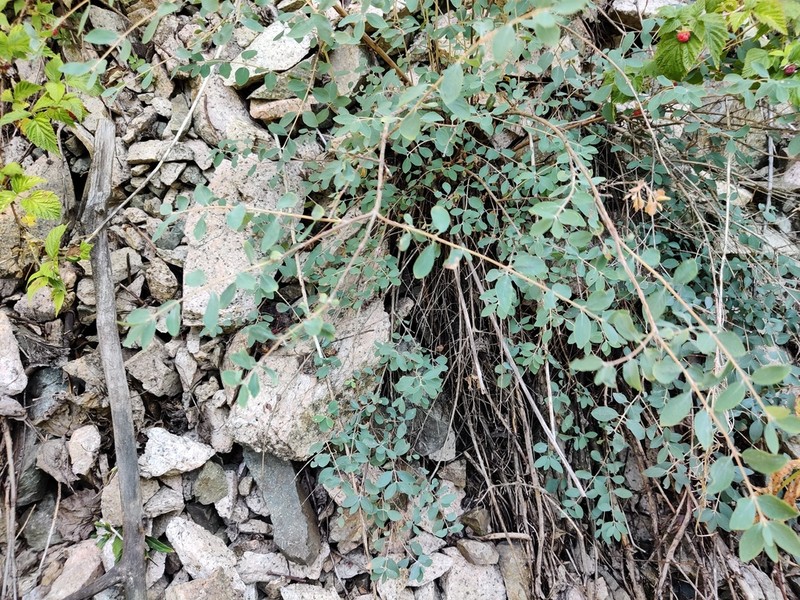 Lonicera humilis photo 5