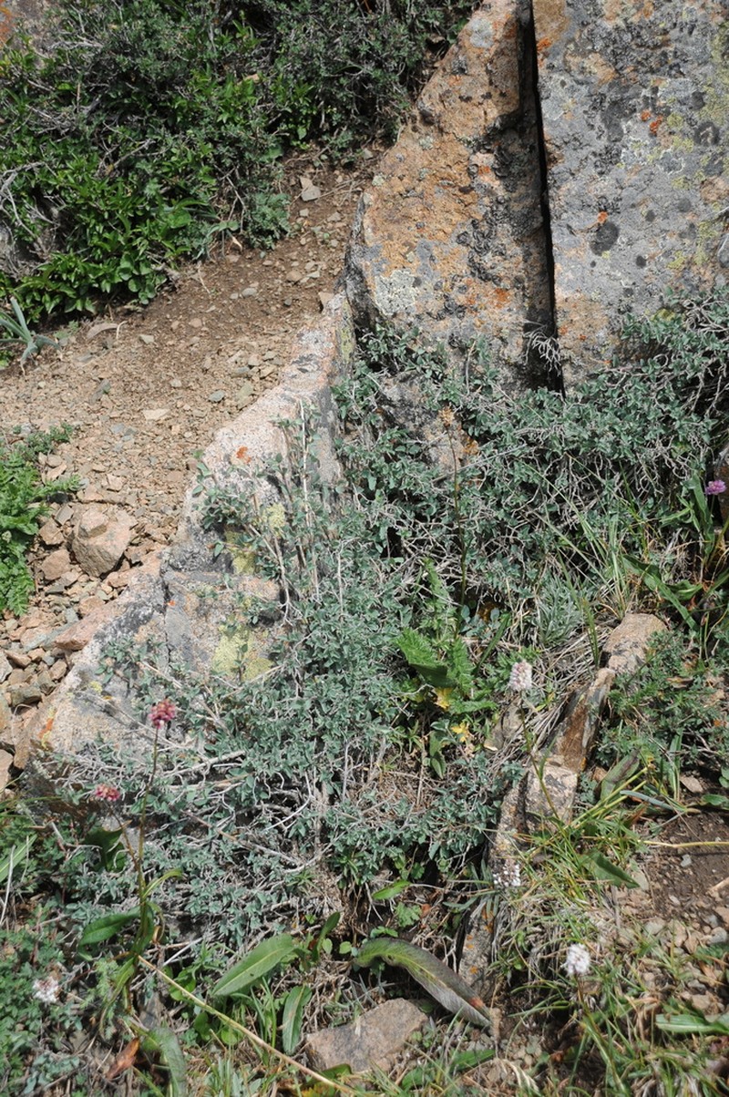 Lonicera humilis photo 6