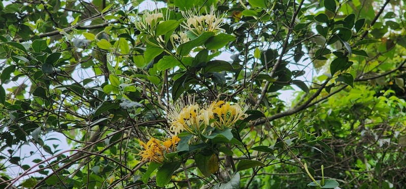Lonicera hypoglauca
