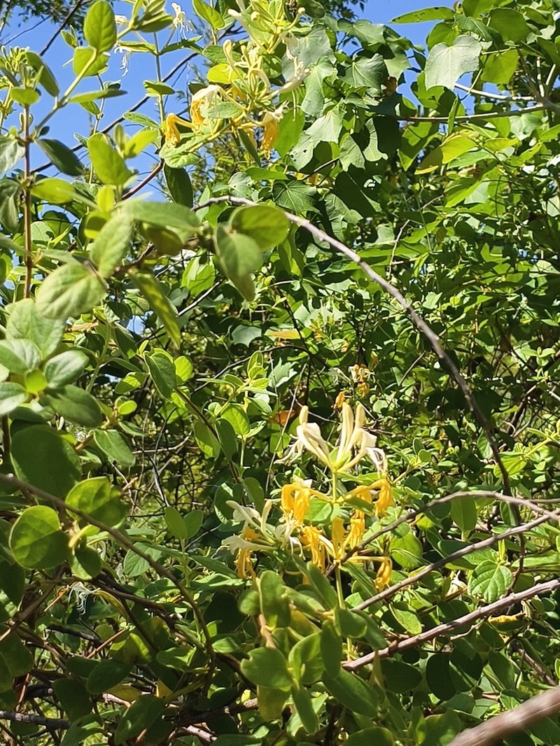 Lonicera hypoglauca photo 2
