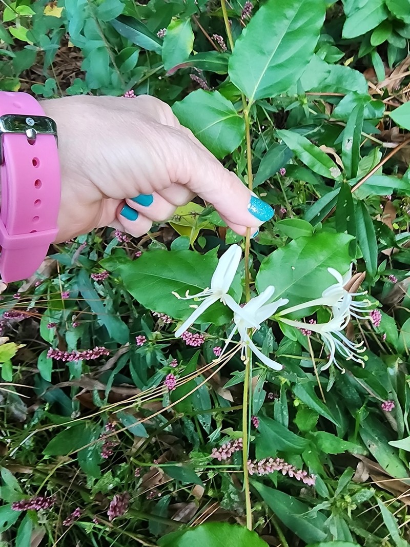 Lonicera hypoglauca photo 3