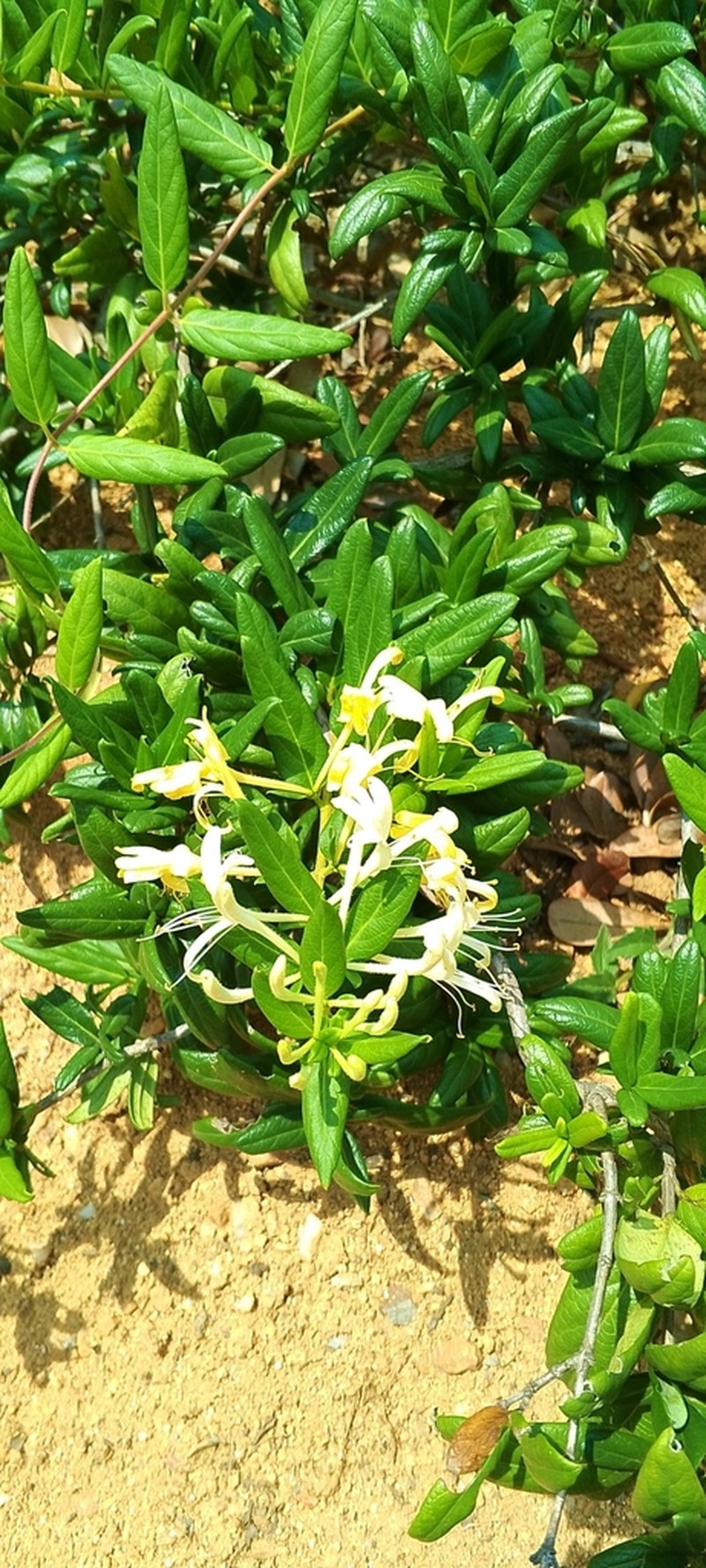 Lonicera hypoglauca photo 4