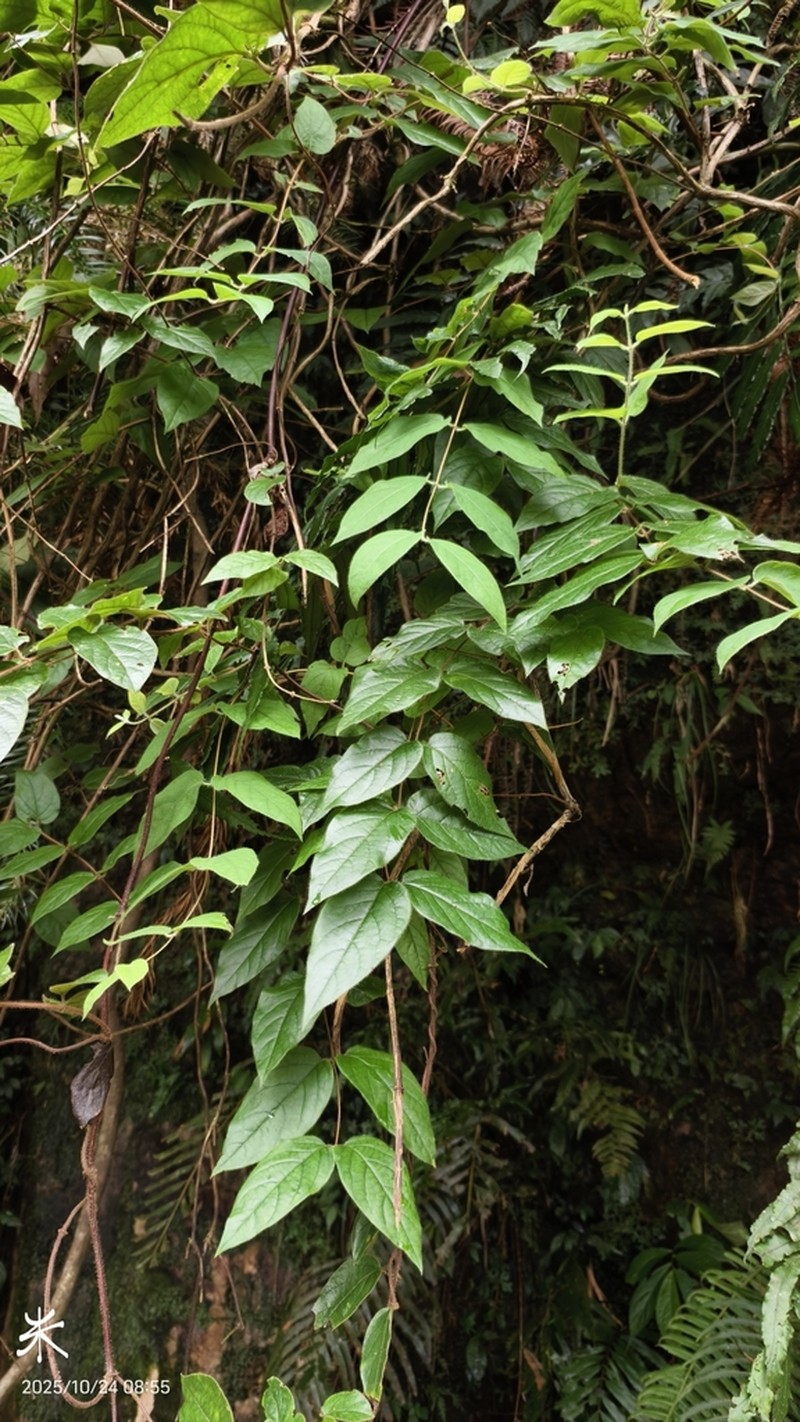 Lonicera hypoglauca photo 5