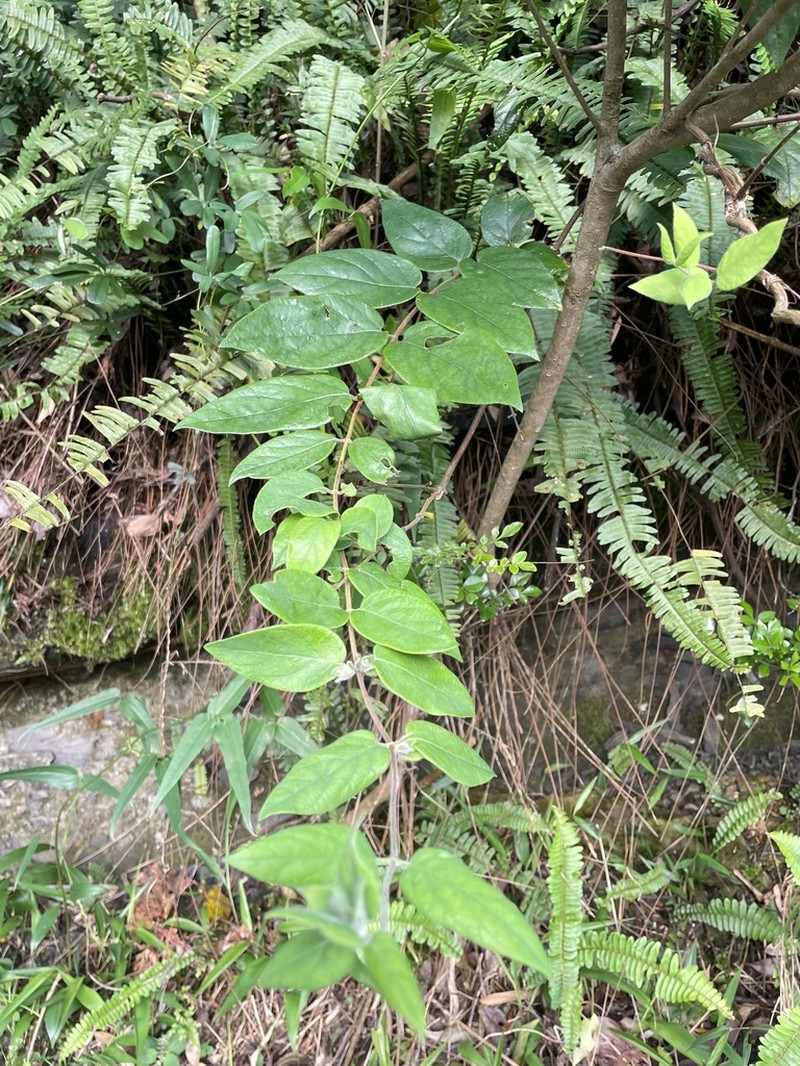 Lonicera hypoglauca photo 6