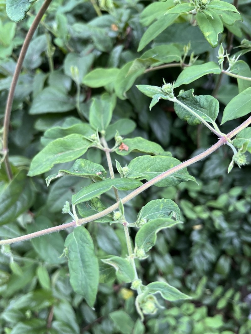 Lonicera hypoglauca photo 7