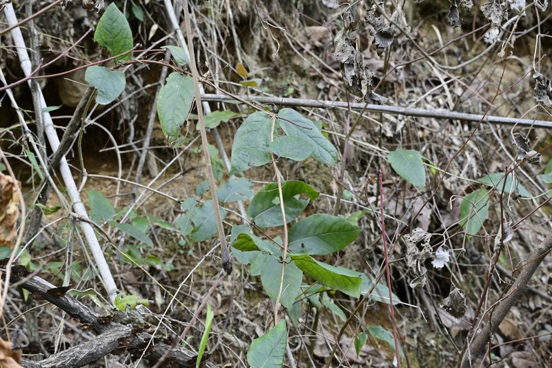 Lonicera hypoglauca photo 8