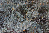 Lonicera hypoleuca