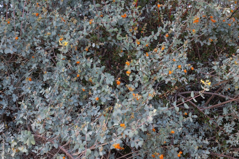 Lonicera hypoleuca photo 2
