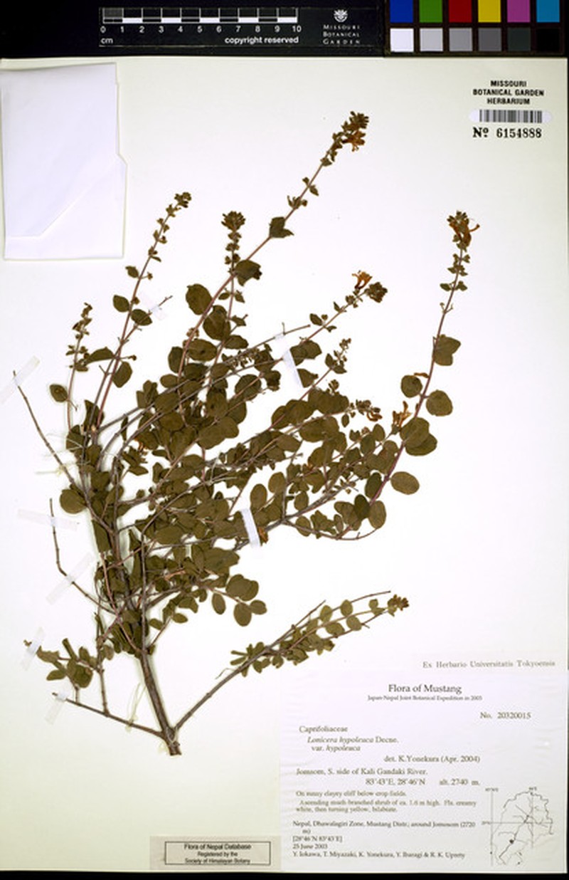 Lonicera hypoleuca photo 3