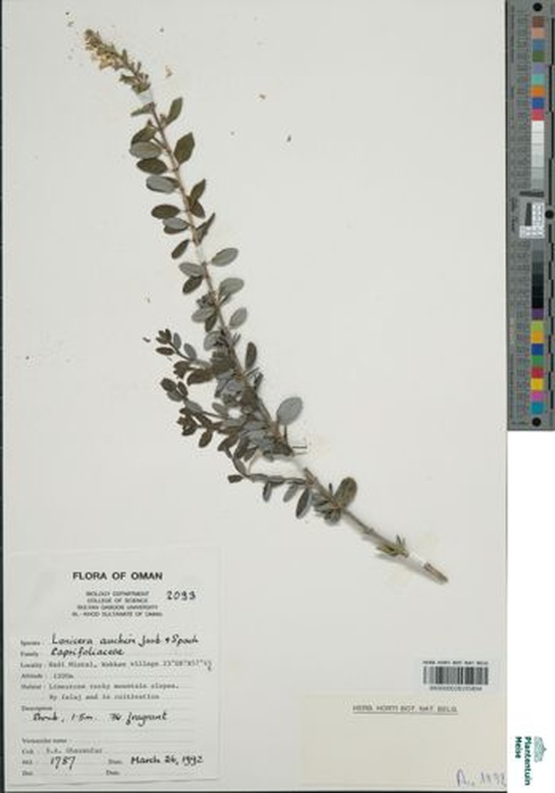 Lonicera hypoleuca photo 7