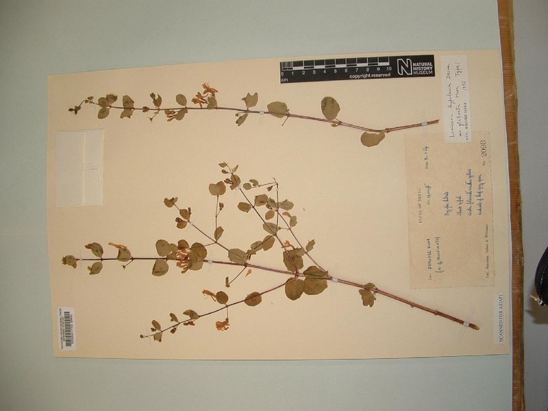 Lonicera hypoleuca var. glabrata