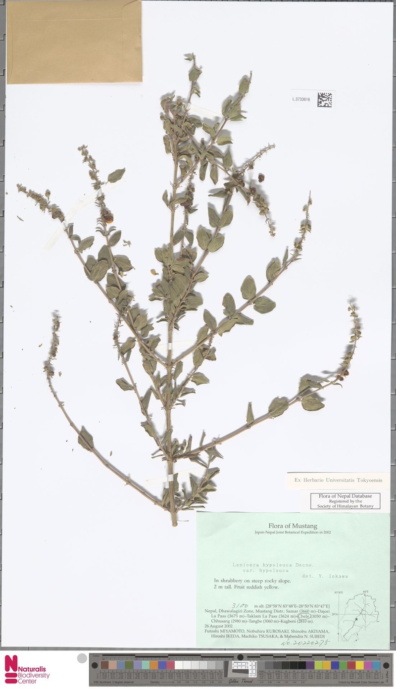 Lonicera hypoleuca var. hypoleuca