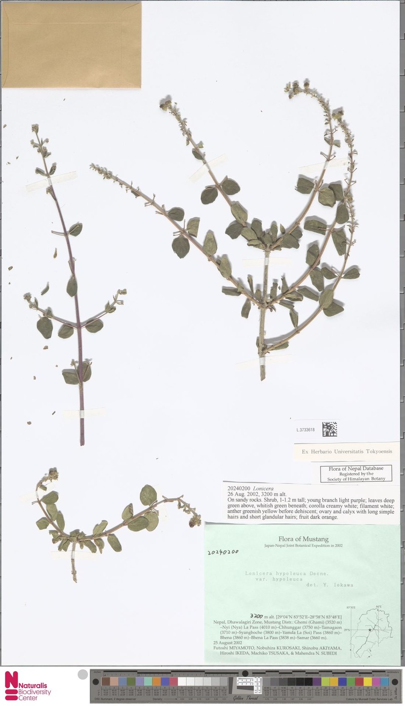 Lonicera hypoleuca var. hypoleuca photo 2