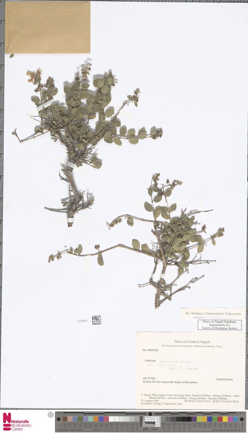 Lonicera hypoleuca var. hypoleuca photo 3