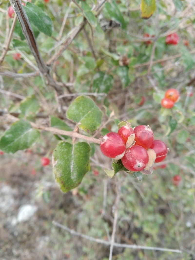 Lonicera iberica