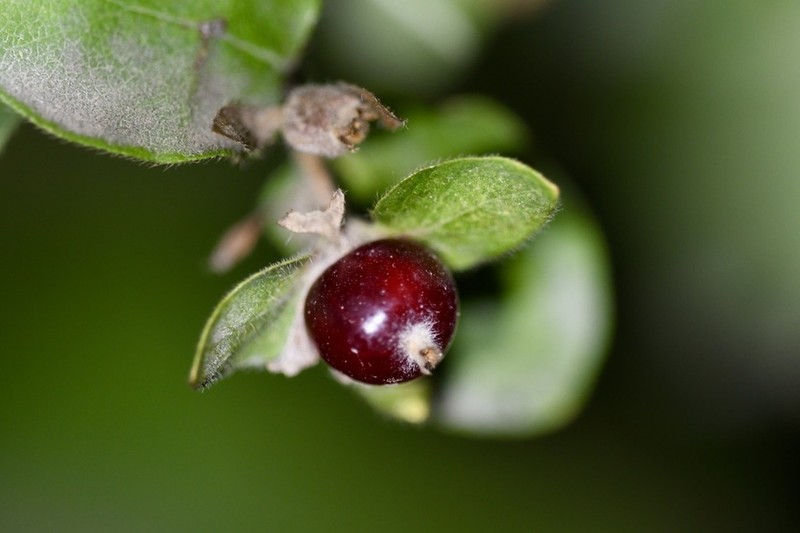 Lonicera iberica photo 2