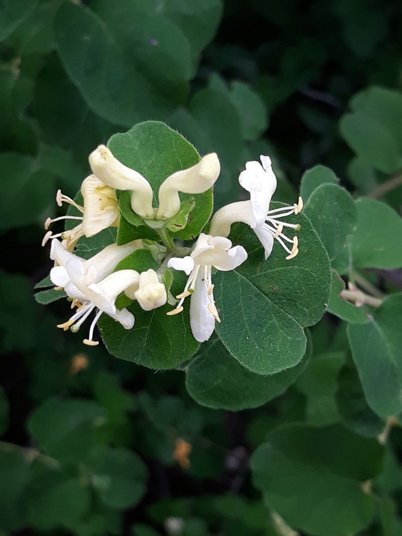 Lonicera iberica photo 3