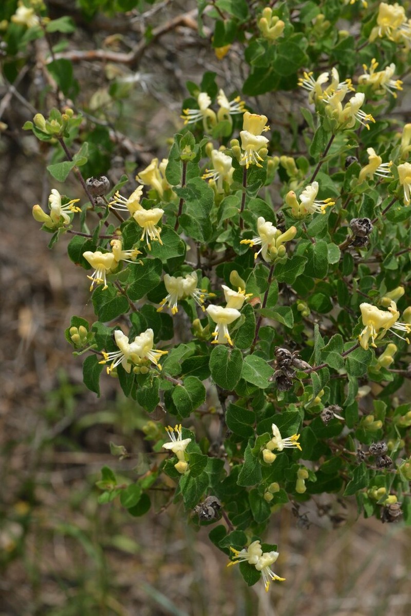 Lonicera iberica photo 4