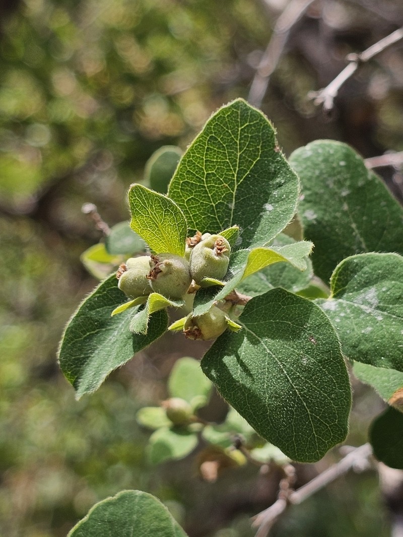 Lonicera iberica photo 5